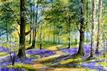 Margaret Cook - bluebell wood